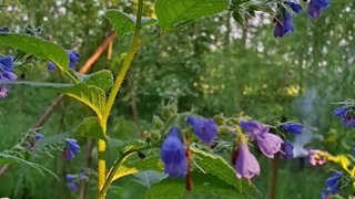 هماور ویرجینیا یا زنگوله‌های آبی ویرجینیا (Mertensia virginica) _از خانواده ی گل گاوزبان.