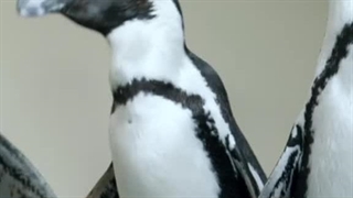 آپدیت اکانت تیک تاک جیسو