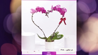 سفارش گیاهان آپارتمانی گلدار شیک