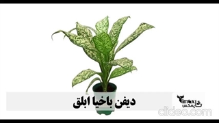 گل دیفن باخیا نماد چیست؟