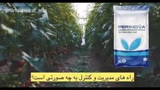 بررسی تاثیر کلسیم بر روی گوجه فرنگی