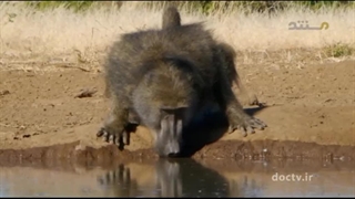 مرگبارترین حیوانات افریقا ۲