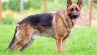 خب بیایید کپشن یه افسانه ژاپنی دیگه براتون بگم