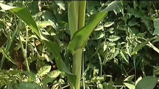 علوم دوم ابتدایی درس نهم