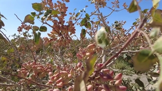 موفقیت در صادرات پسته ایرانی با تکیه بر سلامت محصول