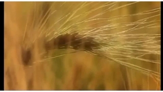 علوم دوم ابتدایی درس چهاردهم