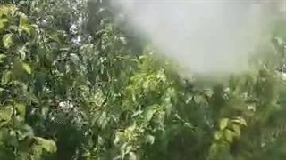 رضایت از مصرف صابون محلول پاشی طوبایو در باغات گلابی