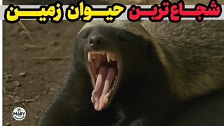 با گورکن عسل خوار معروف به شجاع ترین حیوان دنیا آشنا بشین!