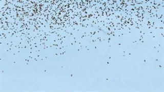 موزیک ویدیو جدید استری کیدز CREED