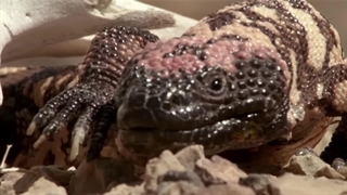 هیولای گیلا : مارمولک سمی و مرگبار بیابان‌های آمریکا ! / مستند حیات وحش