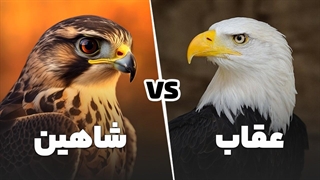 عقاب یا شاهین 