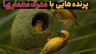 پرندگانی که به انسان معماری یاد دادن | خالقان بی‌مدرک طبیعت ! / مستند حیات وحش