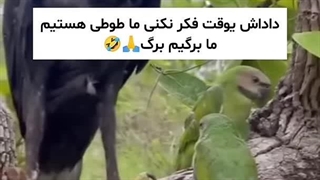 مانتو برگیم
