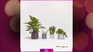 سفارش آلوئه ورا شیک