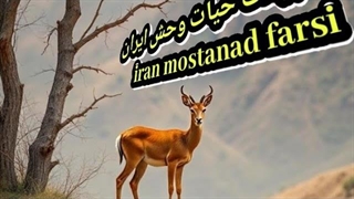 اسرارحیات وحش-ایران IRAN-1-Epizراکـون