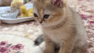 واکنش گربه‌هام