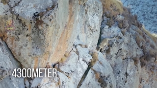 پلنگ برفی، بی نقص ترین گربه سان زمین