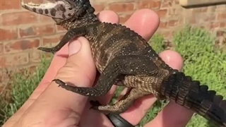 بچه تمساح رو از بند قلاب ماهی گیری نجات داد ... بقیه ش رو ببینن!