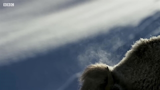 روباه با سر برای اولین بار در برف شیرجه می‌زند | سیاره زمین ۲