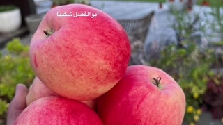 دیوانه شدم در طلبت بس که به دیوان