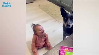 ملاقات نوزادان با حیوانات: ۱۰۰٪ بامزه بودن بیش از حد!