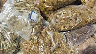 560 کیلوگرم ماده مخدر روانگردان گل کشف و 17 نفر توسط پلیس دستگیر شدند