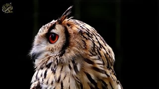 گونه های زیبای جغد که در طبیعت پرسه میزنند