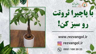 با پاچیرا ثروتت رو سبز کن