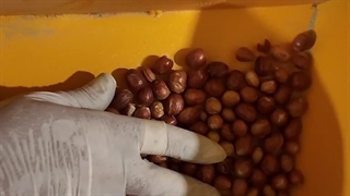 آسیاب سنجد با هسته با دستگاه آسیاب صنعتی اسوه