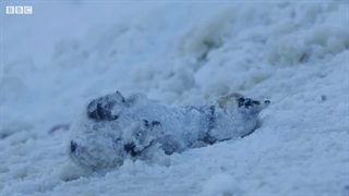 خدمه Dynasties پنگوئن‌های گرفتار شده را نجات می‌دهند