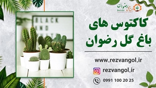 کاکتوس های باغ گل رضوان