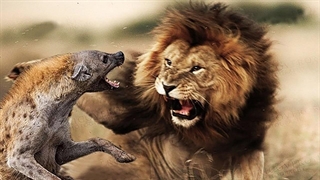 شیرها کفتار رو فلج میکنن | مستند حیات وحش