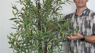 خرید درختچه مصنوعی زیتون با ارتفاع ۲ متر