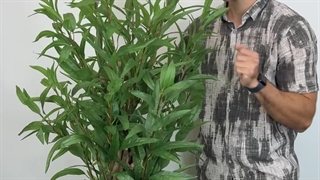 خرید درختچه مصنوعی بید قرمز با ارتفاع ۱۶۰ سانتی‌متر