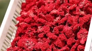 گلنار فارسی چیست؟ کاربرد و فواید این گیاه دارویی با خواص شگفت انگیز