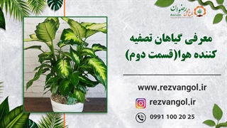 معرفی گیاهان تصفیه کننده هوا(قسمت دوم)