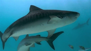 غواصی در اعماق جنوب مالدیو