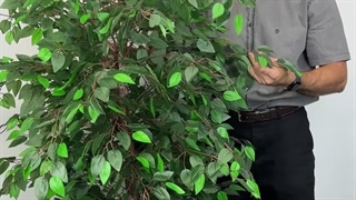 خرید درختچه مصنوعی بنجامین با ارتفاع ۱.۷ متر