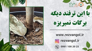 با این ترفند دیگه برگات نمیریزه