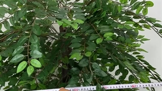 خرید درختچه مصنوعی ون با ارتفاع ۱۷۰ سانتی‌متر، زیبایی طبیعی و ماندگار برای فضای شما!