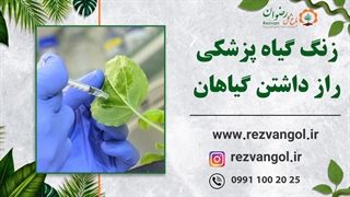 زنگ گیاه پزشکی راز داشتن گیاهان