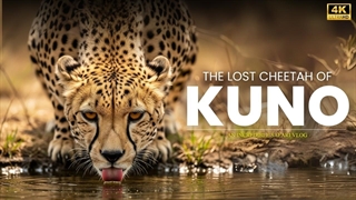 گم شدن یوزپلنگ در پارک ملی کونو | سافاری یوزپلنگ باستانی |