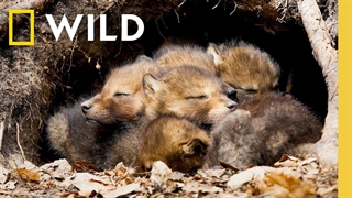 ۸ دقیقه از بچه حیوانات: شادی و ناز خالص