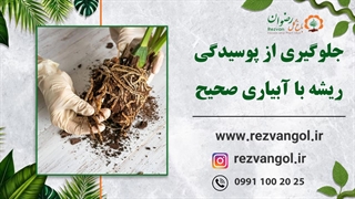 دوری از پوسیدگی ریشه ها