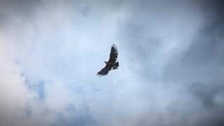 انیمه رودخانه ارغوانی Purple River فصل 2 قسمت 12