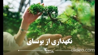 علت ریزش برگ بونسای