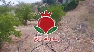 این همون روشیه که حتی باغدارای قدیمی هم استفاده می کنن| سم کرم گلوگاه انار بادرام تاج