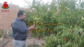 آبیاری انار رو اشتباه انجام نده !