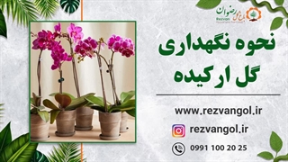 نحوه نگهداری گل ارکیده