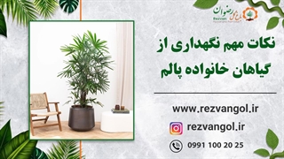 نکات مهم نگهداری از گیاهان خانواده پالم